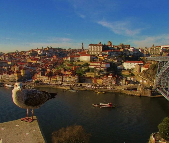 uma gaivota e a vista sobre a cidade do porto