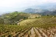 viñedos en una finca de vino de Oporto